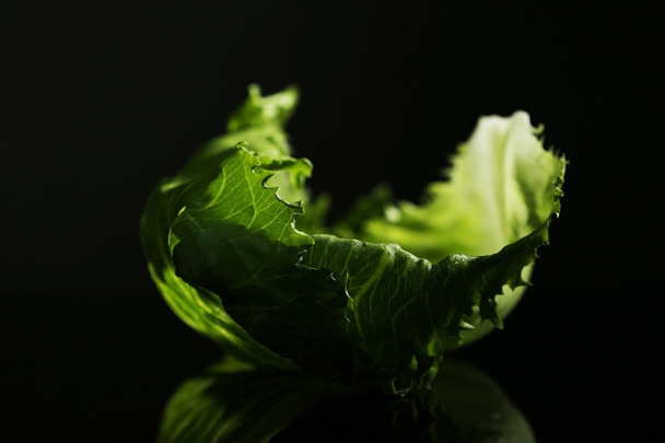 Fresh cabbage leaf - Φωτογραφία, εικόνα