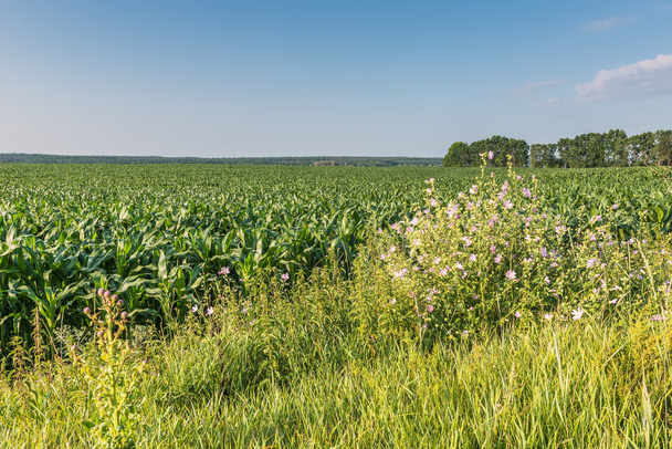 View of corn field. - Photo, Image