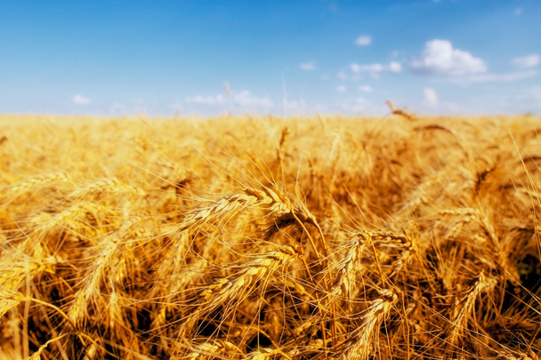 Grain field of wheat before harvest - Photo, Image
