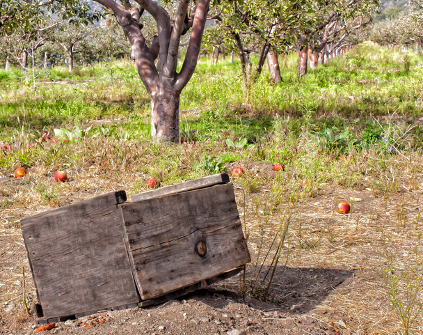 elma bahçelerinde - Fotoğraf, Görsel