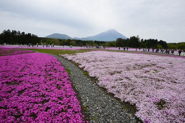 rosafarbenes Moos beim Fuji-Festival - Foto, Bild