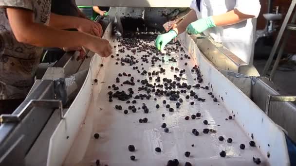 Arbeiter bereiten Trauben für die Weinproduktion vor - Filmmaterial, Video
