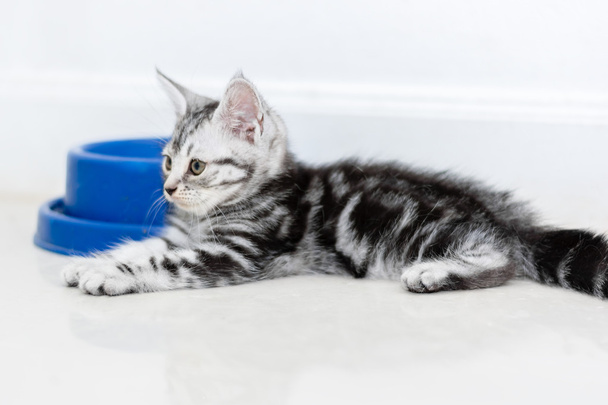 American gato shorthair à espera de comida com espaço de cópia
 - Foto, Imagem