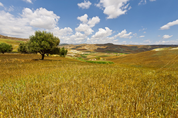 Campos de trigo en las colinas de Sicilia
 - Foto, imagen