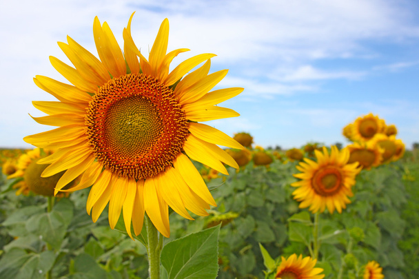 Beautiful sunflowers on the field taken in August - Photo, Image
