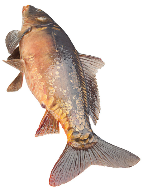 Specchio carpa fiume pesce
 - Foto, immagini