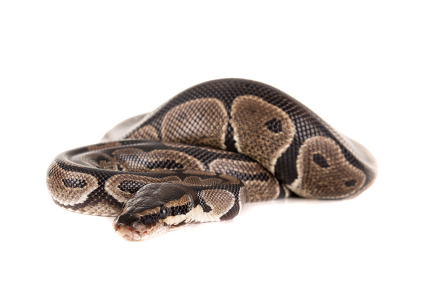 Güzel piton yılan - Fotoğraf, Görsel