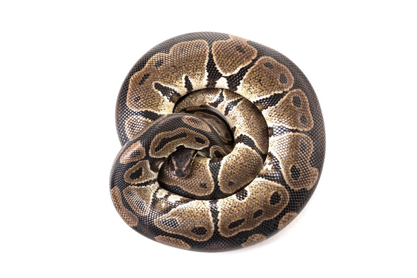 Hermosa serpiente pitón
 - Foto, imagen