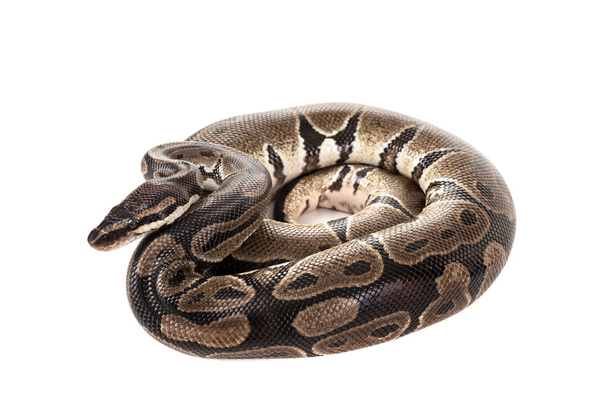 Piękny python węża - Zdjęcie, obraz
