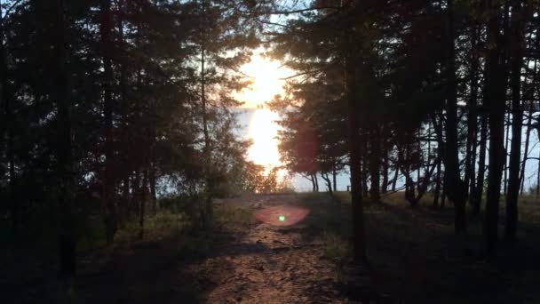 zonsondergang in het bos - Video