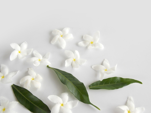 Kaunis valkoinen gardenia kukka valkoisella taustalla
 - Valokuva, kuva