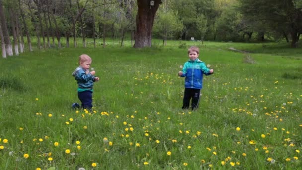 Dos niños juegan en el floreciente claro de los dientes de león, luego corren hacia la operación
 - Imágenes, Vídeo