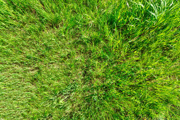 Весенняя трава
 - Фото, изображение