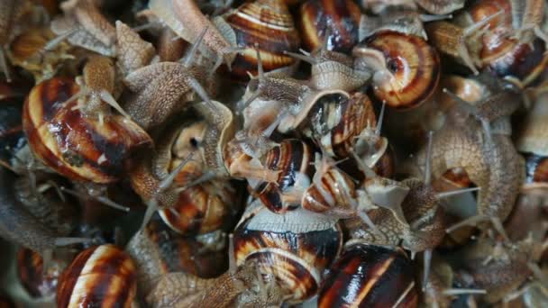 Beaucoup d'escargots vivants de raisin rampent lentement l'ami sur l'ami
 - Séquence, vidéo