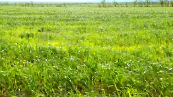 Viento fuerte en un campo de trigo joven
 - Imágenes, Vídeo