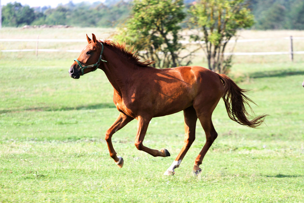 Beautiful purebred horses see more in my portfolio - Photo, Image