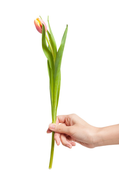 fresh tulip in hand - Foto, imagen