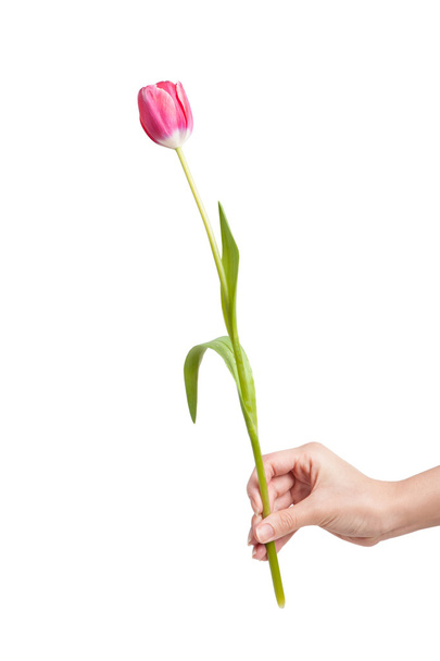 fresh tulip in hand - Photo, image