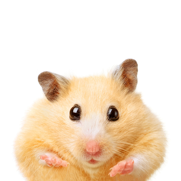 dicker lustiger Hamster - Foto, Bild
