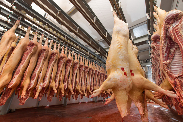 Cerdo picado en una fábrica
 - Foto, Imagen