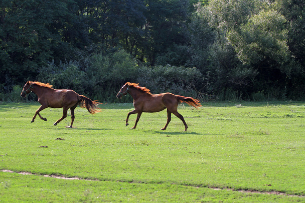 Paarden die gratis op de zomer weide - Foto, afbeelding