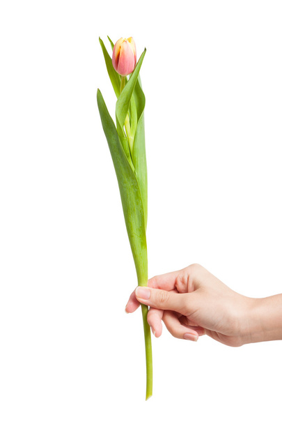fresh tulip in hand - Φωτογραφία, εικόνα