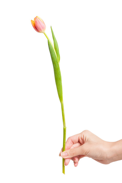fresh tulip in hand - Φωτογραφία, εικόνα