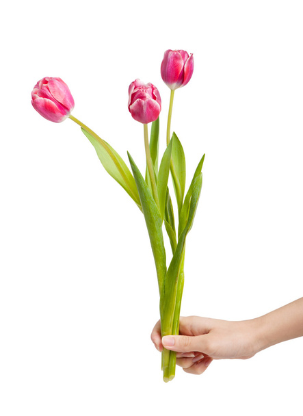 Flores de tulipán en mano femenina
 - Foto, Imagen