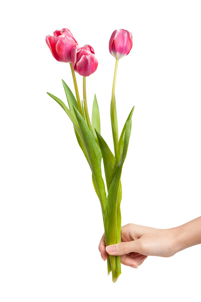 Tulip flowers  in female hand - Фото, зображення