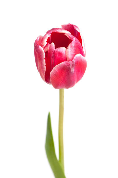 φρέσκα ροζ tulip - Φωτογραφία, εικόνα
