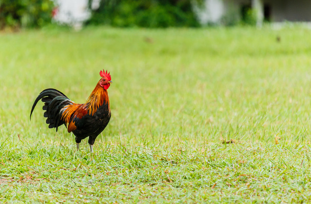 Beautiful Rooster on nature background - Photo, Image