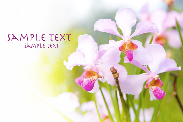 Outdoor tropical orchid with space for text - Фото, зображення
