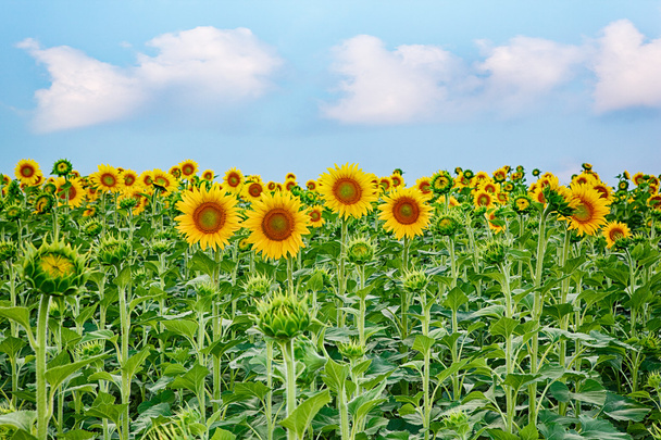 Поле квітучих соняшників на фоні блакитного неба
 - Фото, зображення