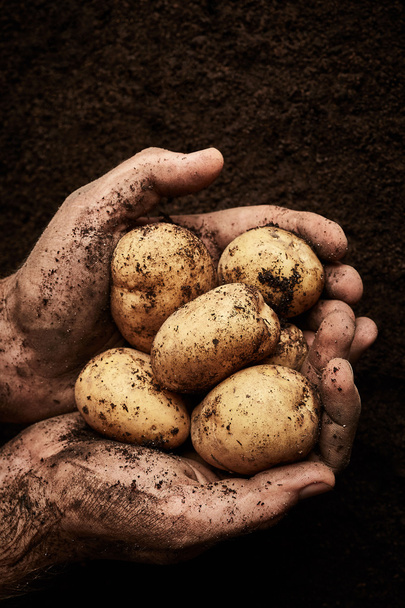 patatas en manos masculinas
  - Foto, imagen