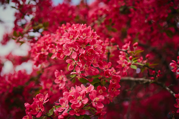 na jaře Kvetoucí strom - Fotografie, Obrázek