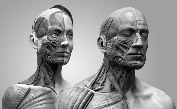 İnsan anatomisi arka plan, erkek ve kadın - Fotoğraf, Görsel