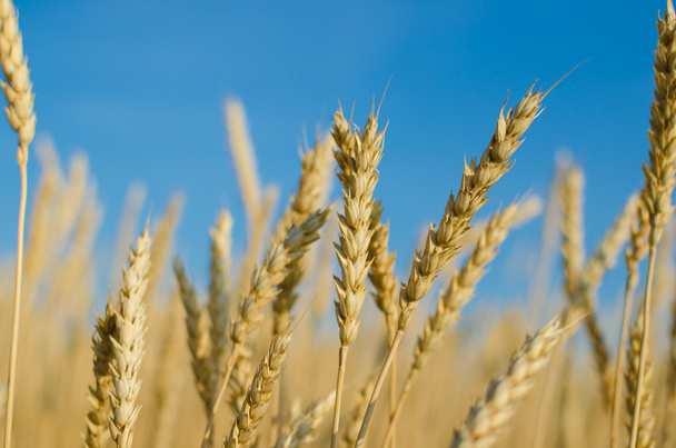  Ripe wheat close-up. - Foto, Imagen