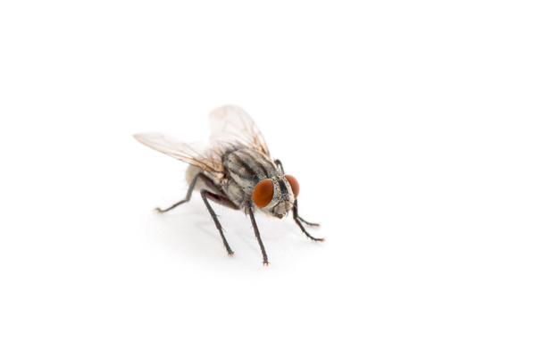 Bir beyaz üzerinde tek başına sinek - Fotoğraf, Görsel