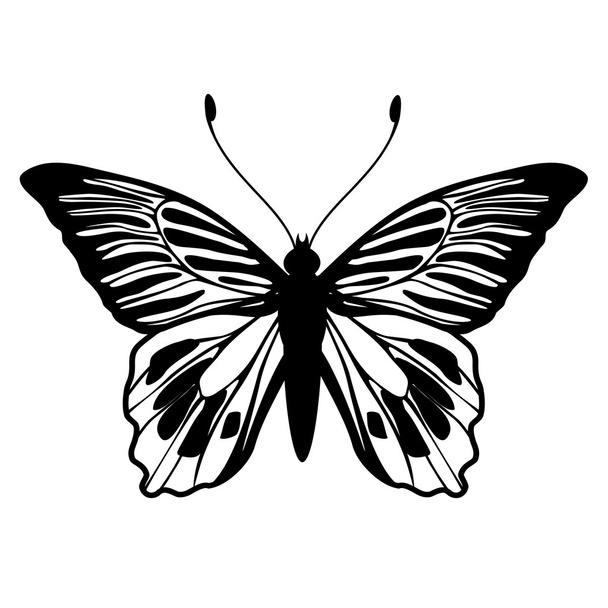 butterfly - Wektor, obraz