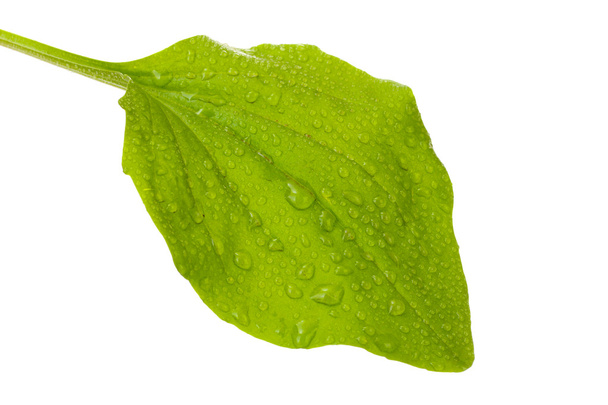 Plantain leaf with drops isolated on a white - Foto, Bild