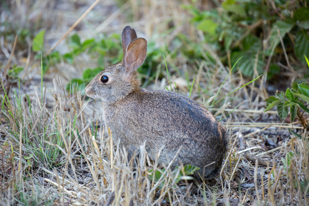 Alerta conejo Cottontail - Sylvilagus
 - Foto, imagen