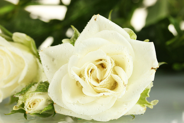 Beautiful white roses on white background close-up - Foto, imagen