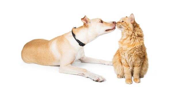 Собака и кошка обнюхивают друг друга
 - Фото, изображение