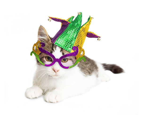 Kitten in Mardi Gras Hat  - Fotografie, Obrázek