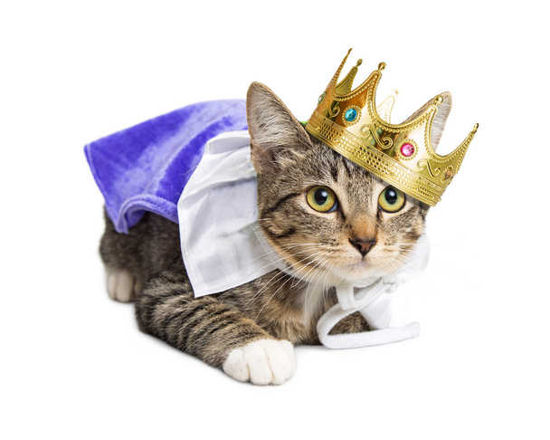 Kotě v kostým princ - Fotografie, Obrázek