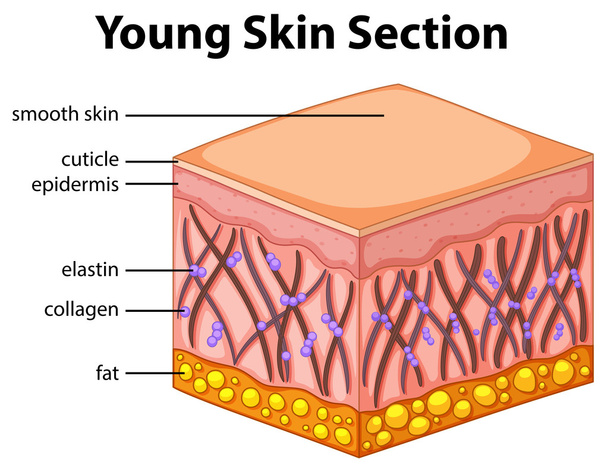 Diagram showing young skin section - Vector, Image