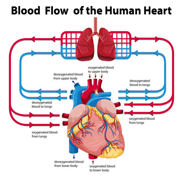 Diagram showing blood flow of human heart - Vector, Image