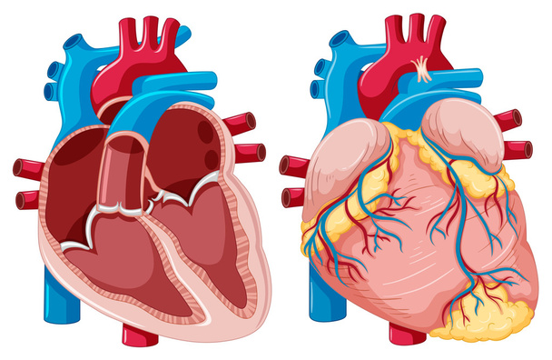 Diagram met menselijke harten - Vector, afbeelding