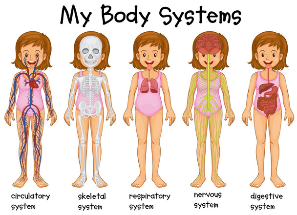 unterschiedliche Körpersysteme beim Menschen - Vektor, Bild