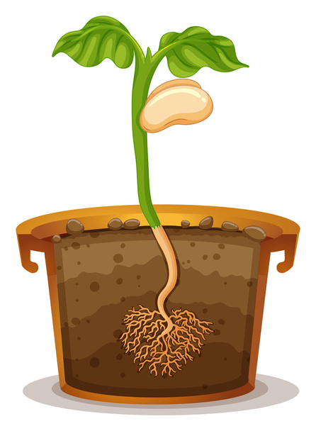 Toprak kap içinde tohum çimlenme - Vektör, Görsel
